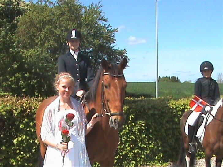 Irsk Sportspony Irish Exellence - min konfirmation! billede 16