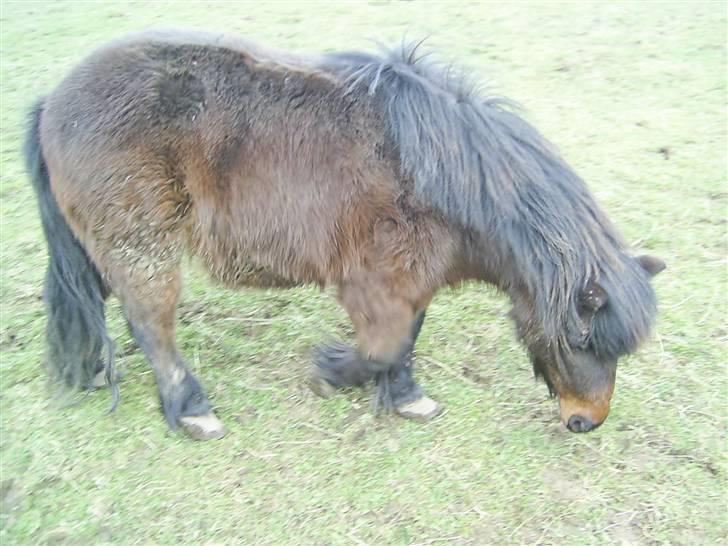 Shetlænder R.I.P Prins :'( billede 3