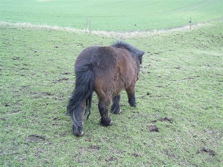 Shetlænder R.I.P Prins :'( billede 4