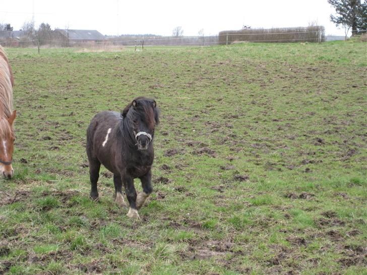 Anden særlig race Hafferlaffen - Hafferlaffen i marts 2008 billede 4