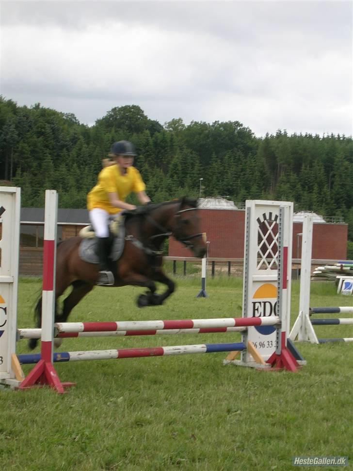 Anden særlig race kirstinelunds charmeur - super godt billede også! altså -alle billeder af charmeur og louisa sammen -er så gode! de var smpelthen så søde sammen! til stævner så jeg dem altid ride (: .. for jeg misundede hende :i<3. jeg synes charmeur var utrolig skøn&flot! virkelig. hmm.  billede 10