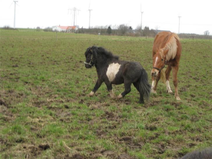 Anden særlig race Hafferlaffen - Hafferlaffen i marts 2008 billede 5