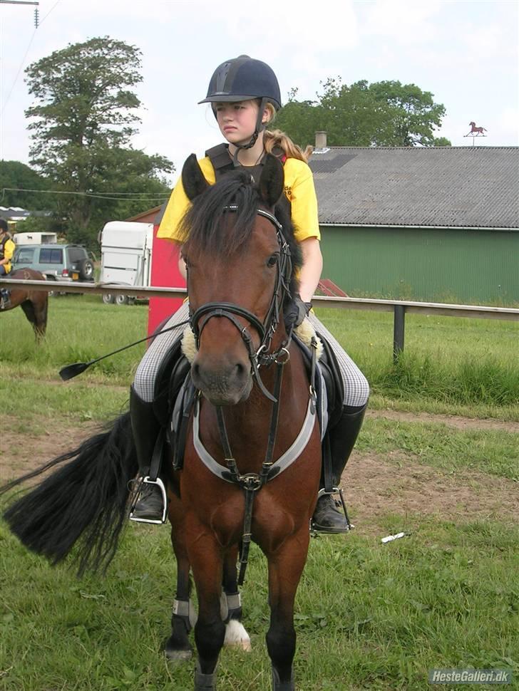 Anden særlig race kirstinelunds charmeur - ridelejr 2006´ -der hvor jeg også var med. der var et super vejr (: virkelig. han har næsten altid ørene fremme -det er altså vildt sødt! virkelig. jeg elsker bare hans hoved (: lousia og ham passer perfekt. virkelig. jeg fatter du savner ham meget! billede 15