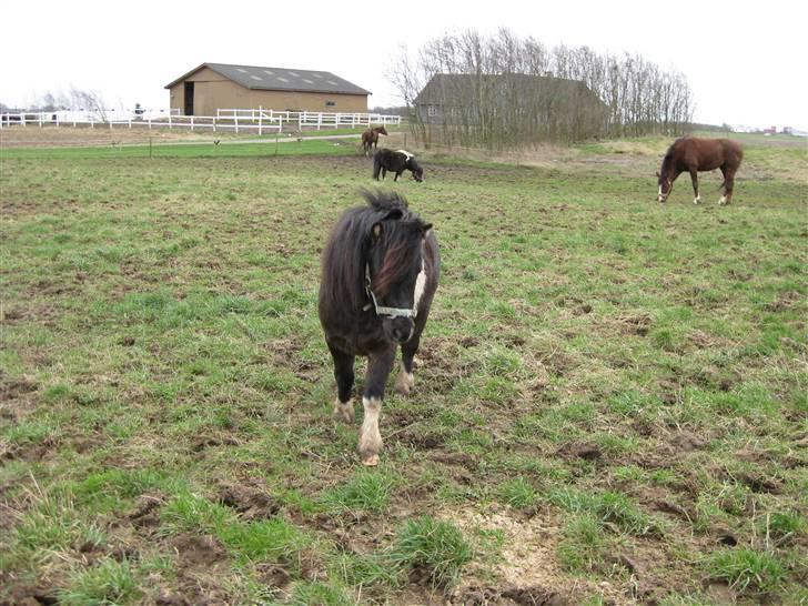 Anden særlig race Hafferlaffen - Hafferlaffen - marts 2008 billede 8