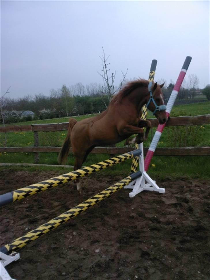 Anden særlig race Moonstar billede 4