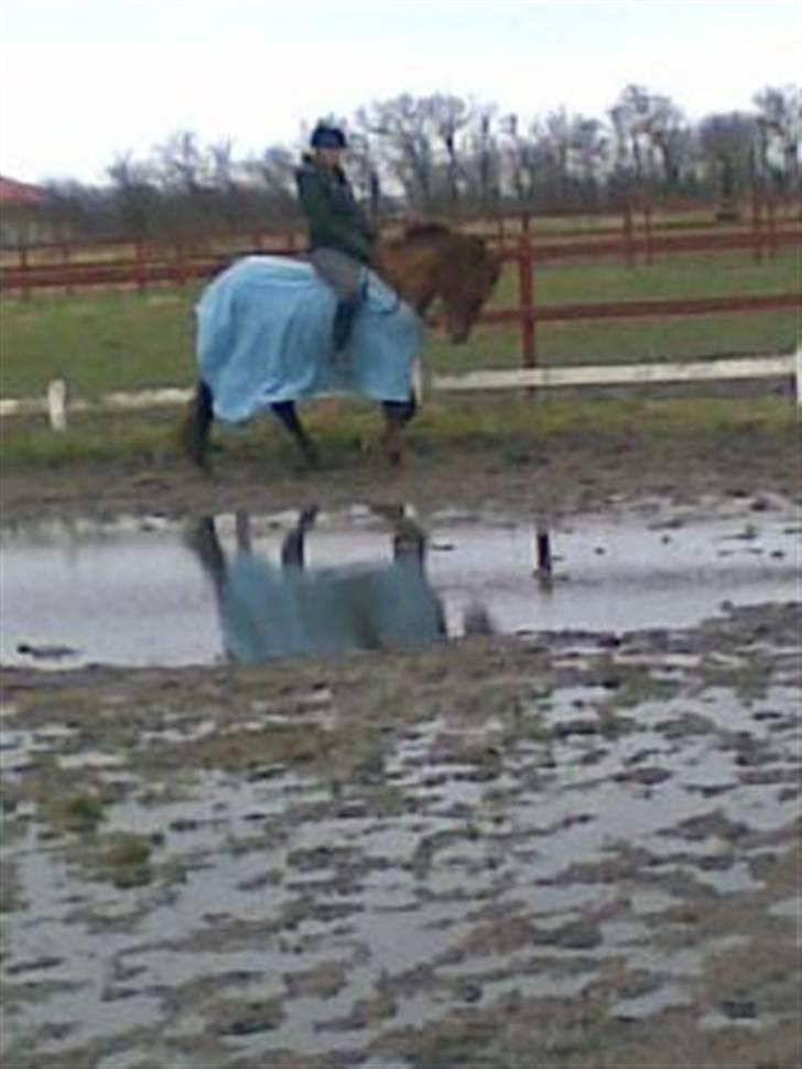 New Forest Beethoven >>SOLGT<< billede 12