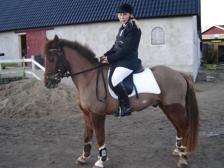 New Forest Beethoven >>SOLGT<< billede 13