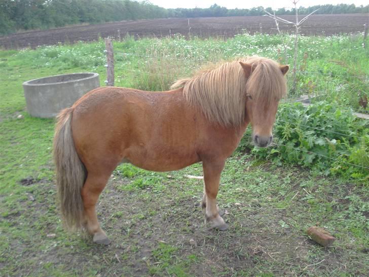 Shetlænder Don B - Nu er han 6 år og er blevet så flot. billede 1