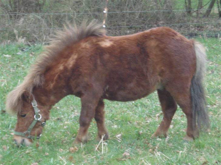 Shetlænder Don B - Her har vi lige fået ham billede 2