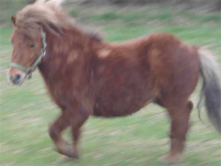 Shetlænder Don B - Er lige blevet lukket ud idag billede 3