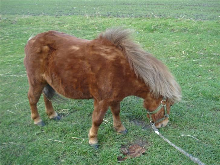 Shetlænder Don B billede 5