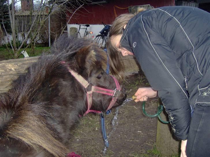 Shetlænder tøzen ( solgt) :I - vand er bare godt !  taget af mig billede 13