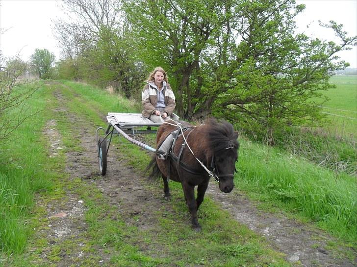 Shetlænder tøzen ( solgt) :I - køre tur med tøsen foto freja billede 14
