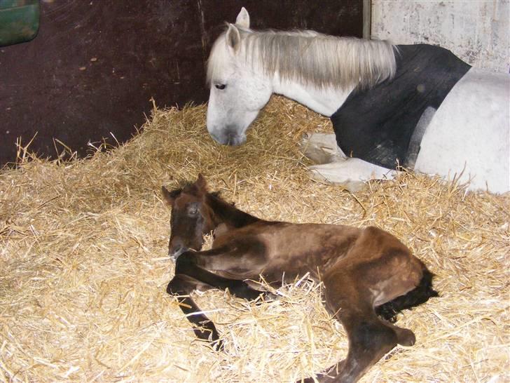 Anden særlig race Surprise *SOLGT* - sove sove.. <3 billede 1