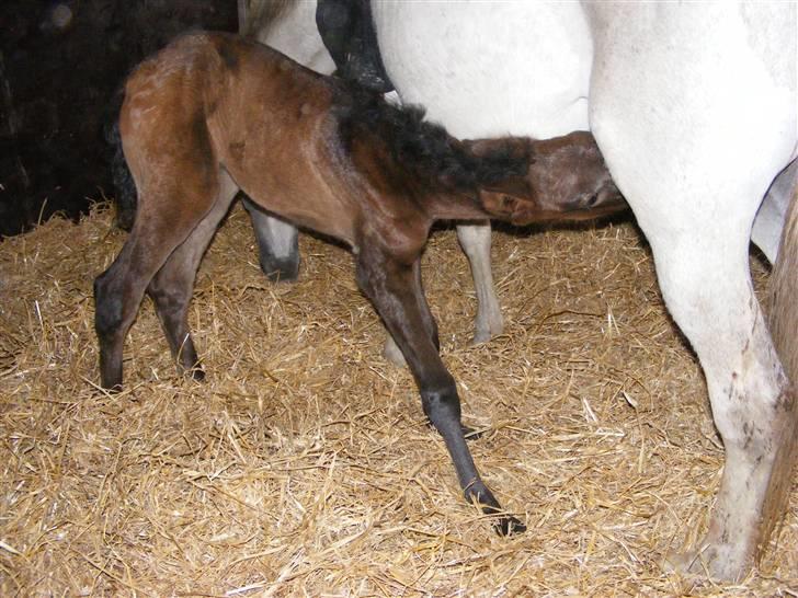 Anden særlig race Surprise *SOLGT* - Spise .. nam.. <3 xD billede 2