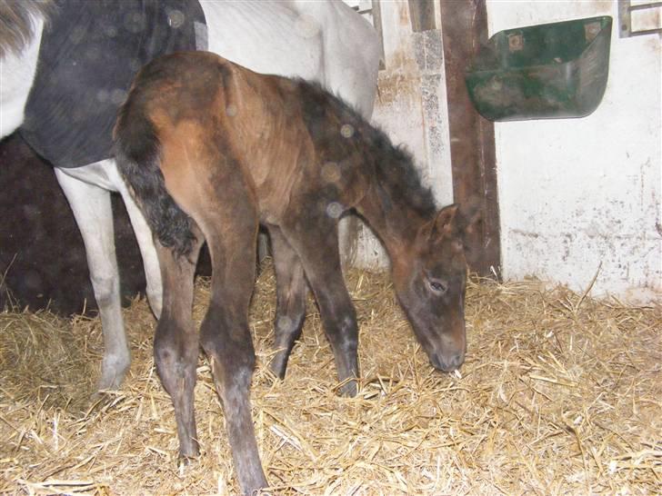 Anden særlig race Surprise *SOLGT* - smager på halm.. Ad hvor er det ulækkert..! xD billede 5