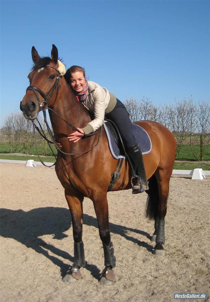 Holstener Cindy RDS (Aflivet) - Min skønne hoppe Cindy billede 4