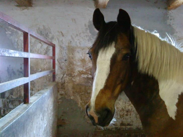 Hollandsk Sportspony Binky (SOLGT TIL FINLAND) - binky i stalden ... I <3 YOU billede 16