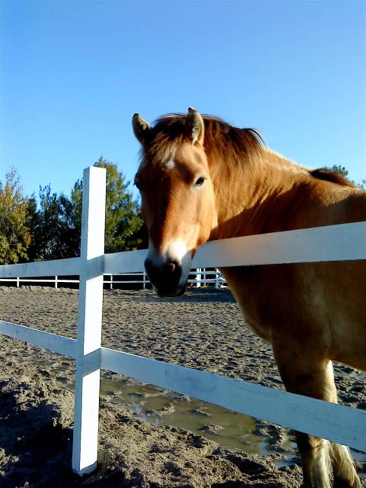 Anden særlig race Tyson <33   - flotte tysse og en dejlig blå himmel blev til en skøn ride tur vi havde sammen Var Tysse? FOTO : mig billede 10