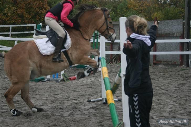 Anden særlig race Tyson <33   - hoppp basse<3 foto: rikke billede 11