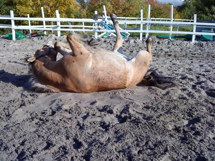 Anden særlig race Tyson <33   - efter en dejlig ride time er det dejligt at få rullet sig oppe på ridebanen :D FOTO: mig billede 12