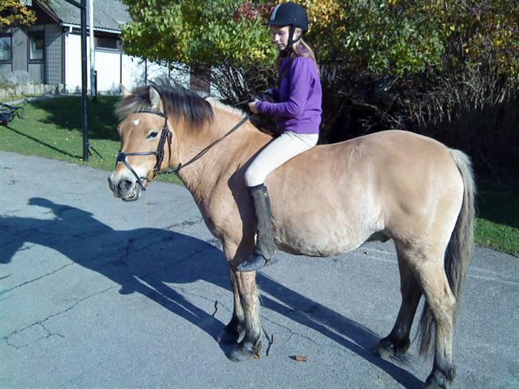 Anden særlig race Tyson <33   - uden sadel på :D FOTO : niko<´33 billede 13