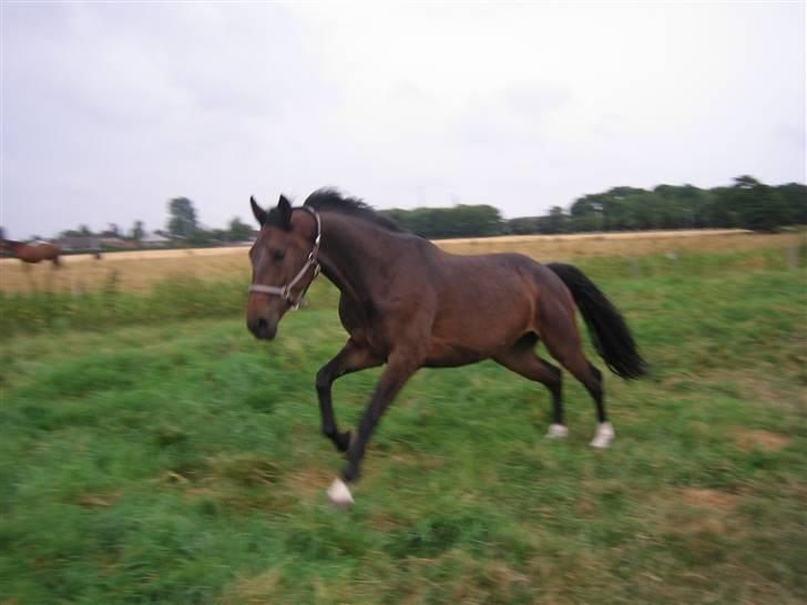 Dansk Varmblod Salsa af Sulsted *Solgt* - Salsa i fuld galop billede 4