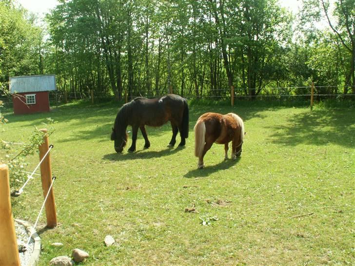 Anden særlig race Lukas R.I.P :'/ - Lukas sammen med min gamle pony Rosa :)  (savner hende!) billede 10