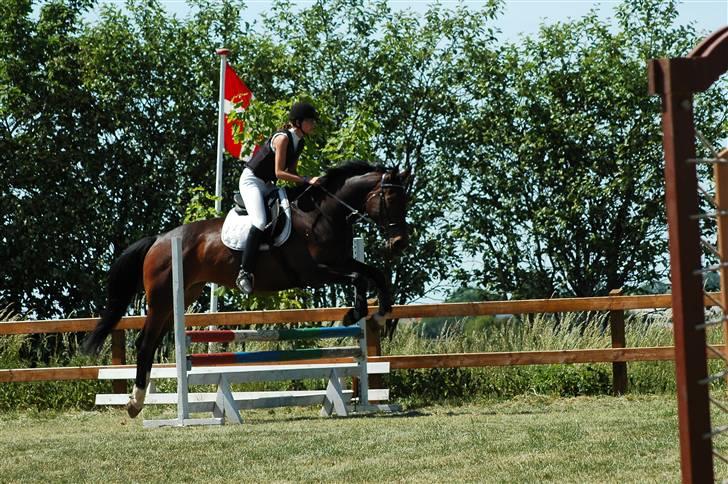 Dansk Varmblod Salsa af Sulsted *Solgt* - Til springstævne på Kløvergaarden billede 11