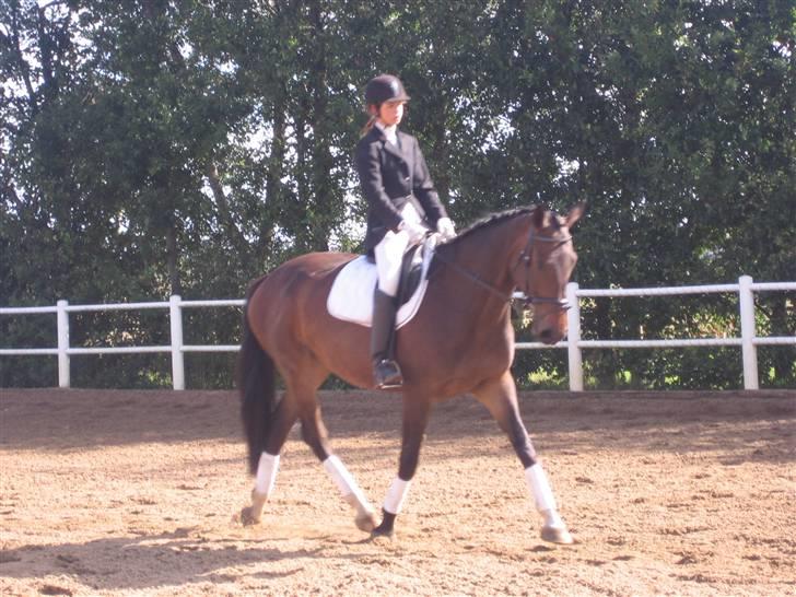 Dansk Varmblod Salsa af Sulsted *Solgt* - Salsa og jeg i LC2 billede 12