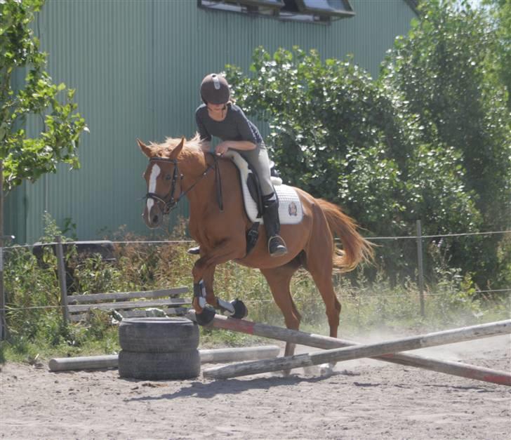 Dansk Varmblod FamieGirlR.I.P :'( <3! - hop marina hooooopp ! ;D <3 billede 12