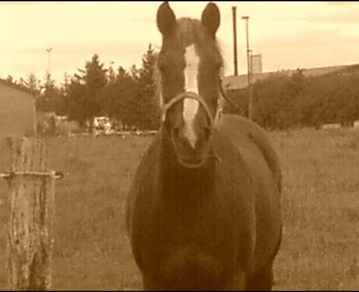 Anden særlig race Ejnar - DØD /: - SAVNER HAM SÅ FRYGTELIGT :´(  Han var den dejligste pony .. billede 5