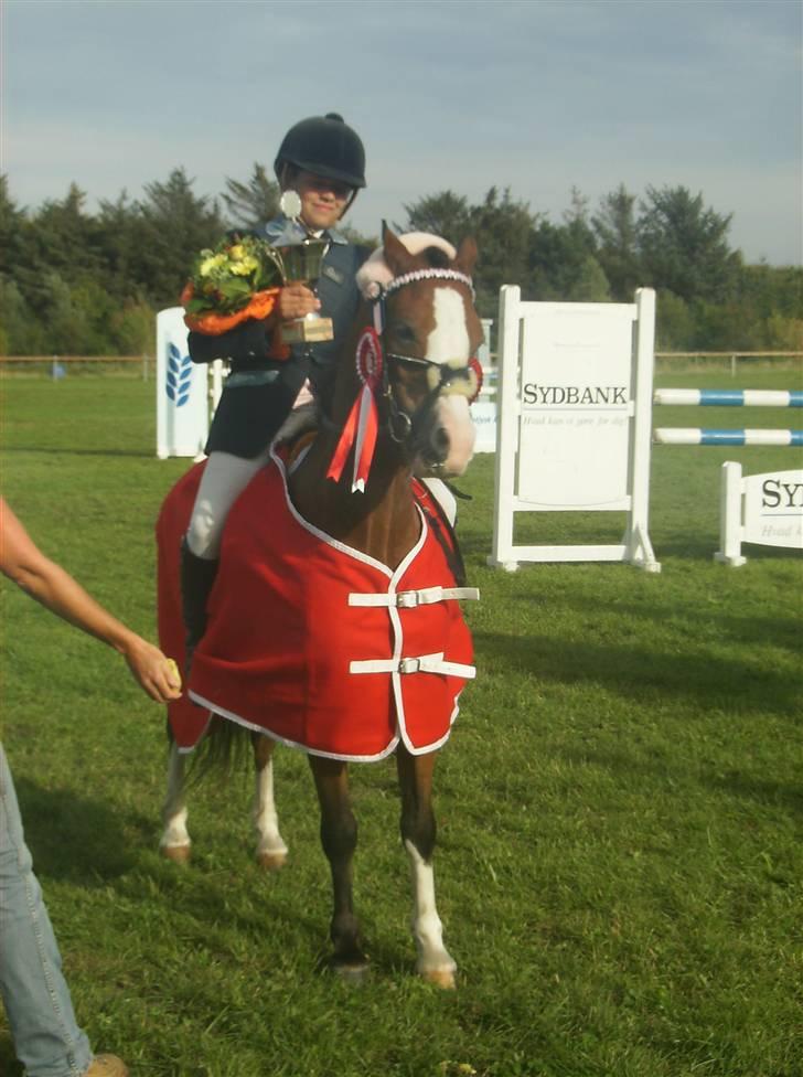 Welsh Pony (sec B) Fokus | B-pony | SOLGT! - til springtræning, hopper 105 cm billede 1