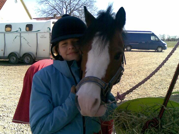 Welsh Pony (sec B) Fokus | B-pony | SOLGT! - til stævne. Hans andet stævne LA 3.plads c-stævne billede 2