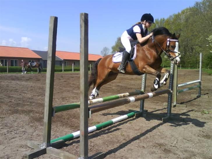 Welsh Pony (sec B) Fokus | B-pony | SOLGT! - stævne opvarmning til LA vandt ;) billede 3