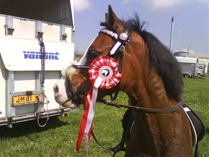 Welsh Pony (sec B) Fokus | B-pony | SOLGT! - den smager nu godt den børste ;P billede 5