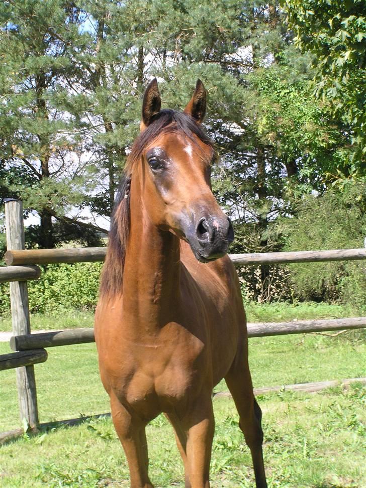 Arabisk fuldblod (OX) A'Chanze SOLGT! - 8/8 08 Chanze 1 år billede 7