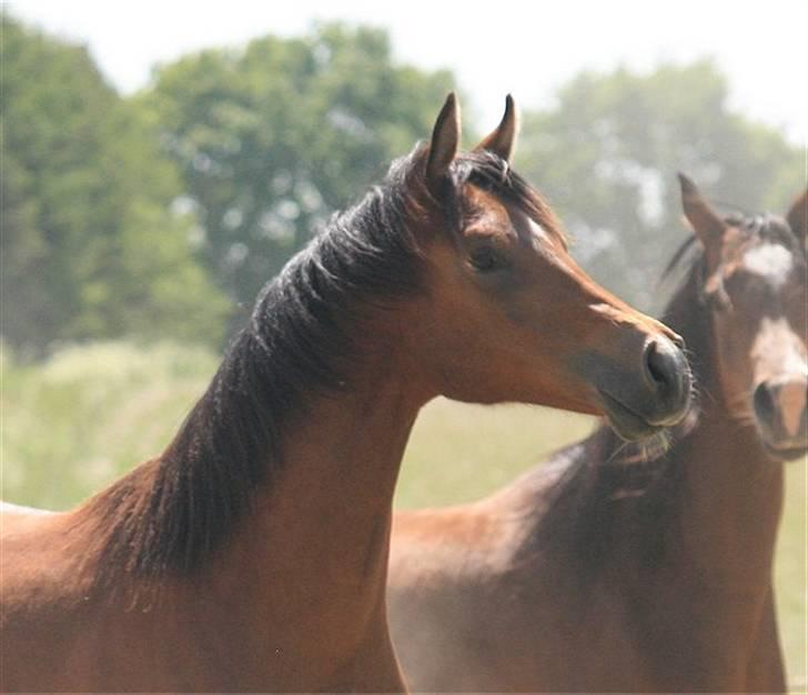Arabisk fuldblod (OX) A'Chanze SOLGT! billede 14