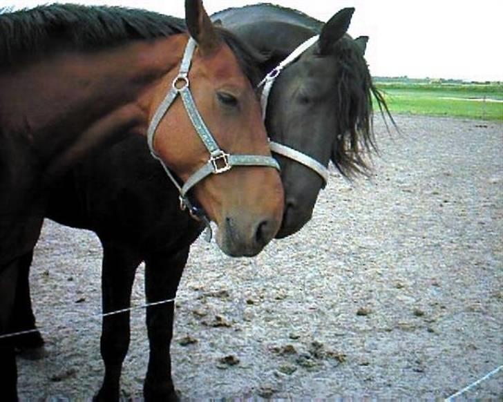 Frieser Arnout  † - Her er et par MEGET forelskede heste :) billede 3