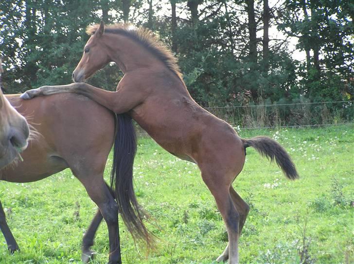 Arabisk fuldblod (OX) A'Chanze SOLGT! billede 16