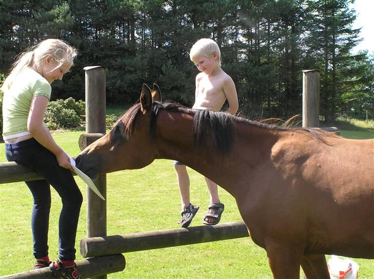 Arabisk fuldblod (OX) A'Chanze SOLGT! -  A´Chanze og Dana og Lukas 8 august billede 12