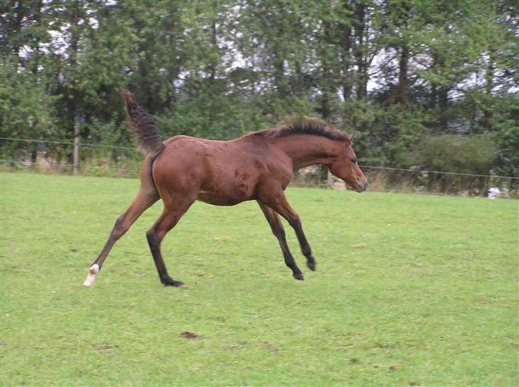 Arabisk fuldblod (OX) A'Chanze SOLGT! billede 18