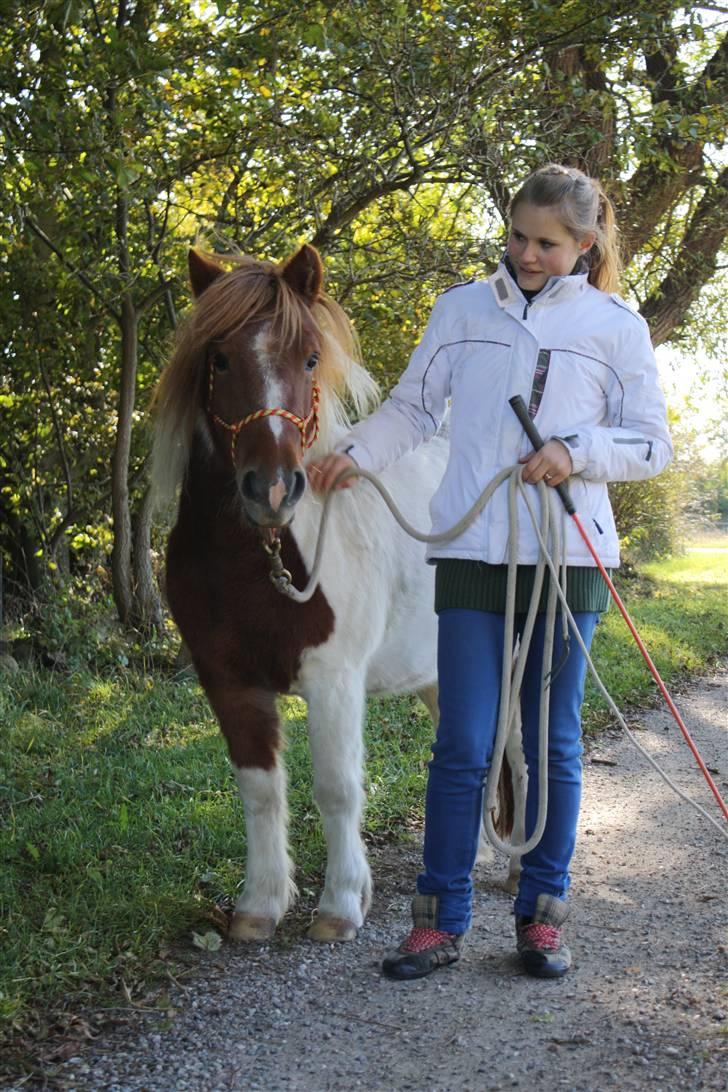 Pinto BRYTINGS BALOO - Velkommen til frækkertens profil! :D <3 foto: Lykke <3 billede 1