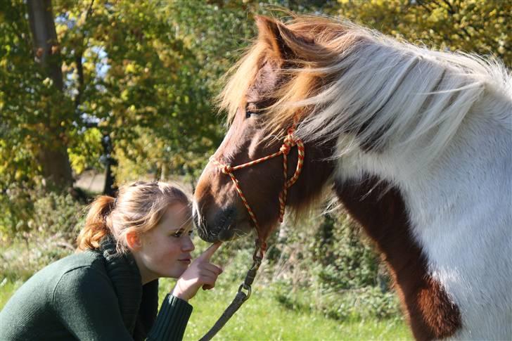 Pinto BRYTINGS BALOO - jeg opdager pludselig at min pony har en underlæbe?! O.o Foto: Lykke <3 billede 4