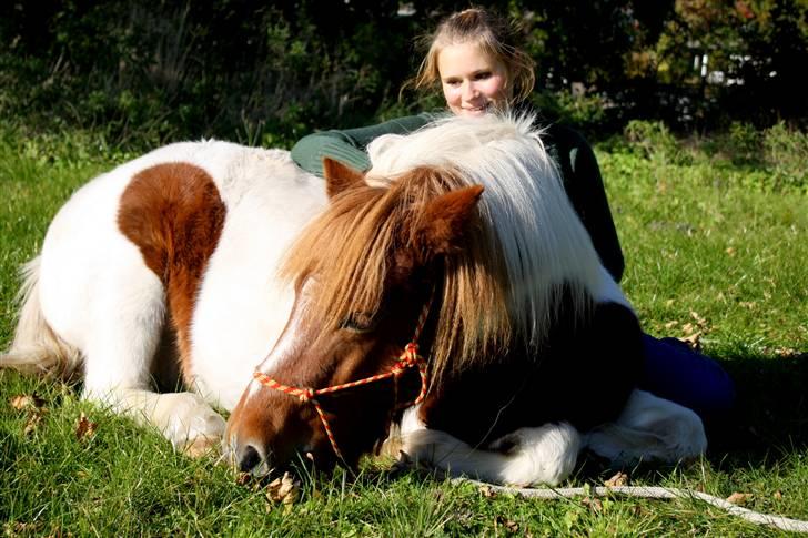 Pinto BRYTINGS BALOO - Baloo ligger ned på komando ;D STOLT af min drenge-røv! <3 Foto: Lykke <3 billede 7