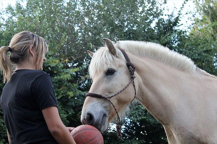 Fjordhest Pepsi Pony | Savnet - Leger med bolden.<3 Den var så farlig..<3<3 Fotograf:  Melissa billede 3