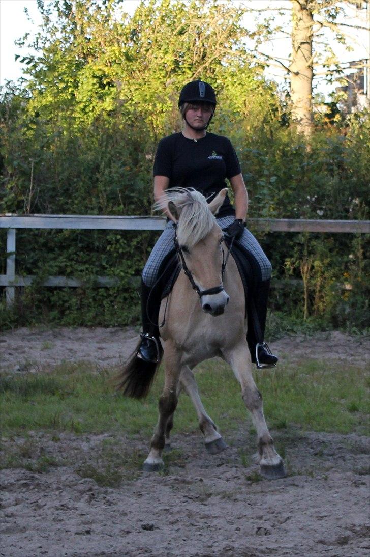 Fjordhest Pepsi Pony | Savnet -  Dressur på banen...  Go schenkelvigning..:D    Fotograf: Melissa billede 4