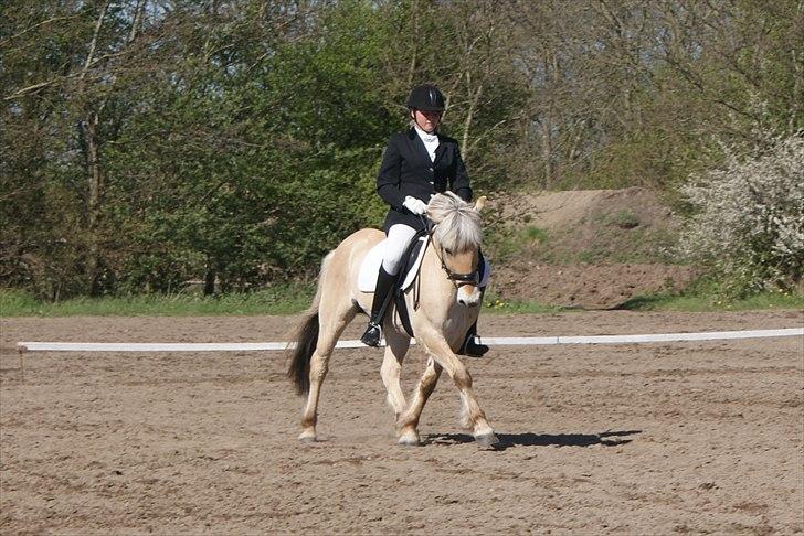 Fjordhest Pepsi Pony | Savnet - Første LA1, i AGR.. Du er fantastisk.. Red til 63%..:D <3<3  Fotograf: Iben billede 5