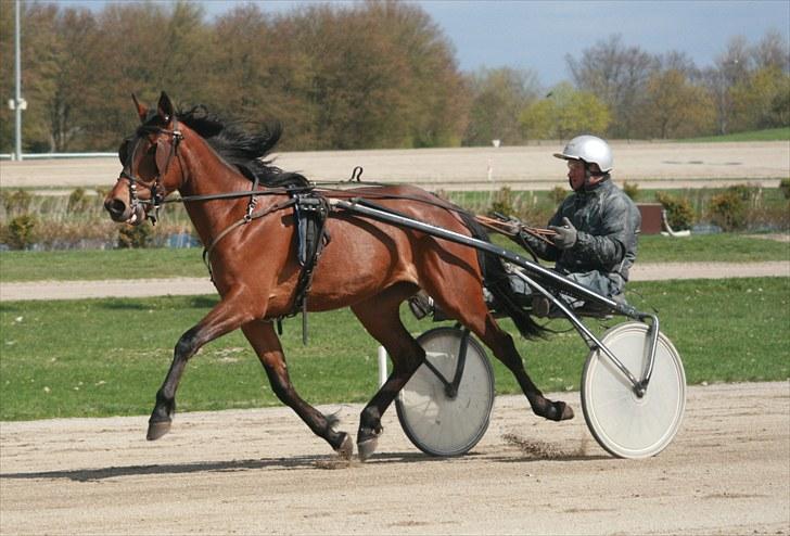 Traver Rhythm Of The Night - Travbanen 1. maj 2010  billede 1