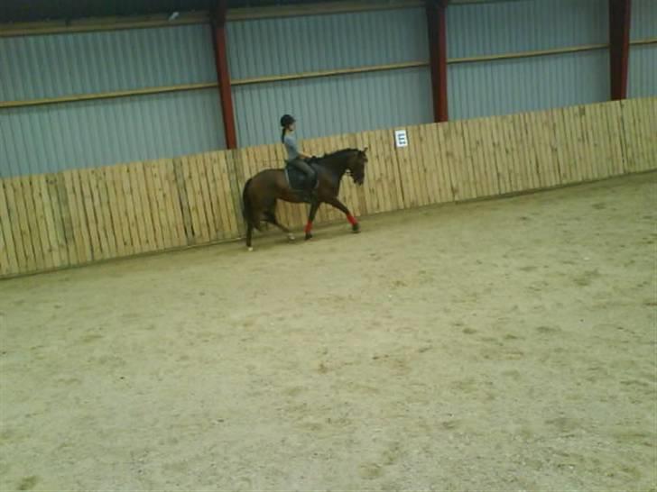 New Forest Odessa ( solgt) - trav :) <3 billede 9